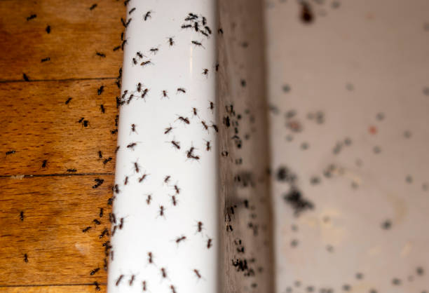 Best Wasp Removal Services  in Newport Beach, CA