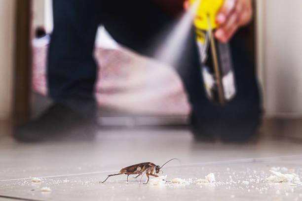 Flea Control Services in Newport Beach, CA